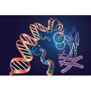质粒DNA制备